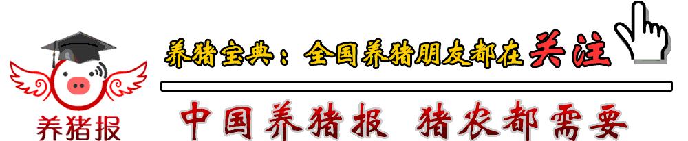 今日全国猪价走势分析，最新动态与展望