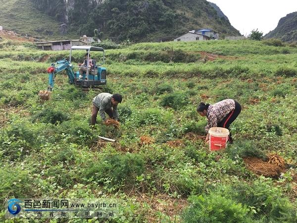 靖西县农业农村局最新发展规划揭秘，推动农业现代化，助力乡村振兴发展策略