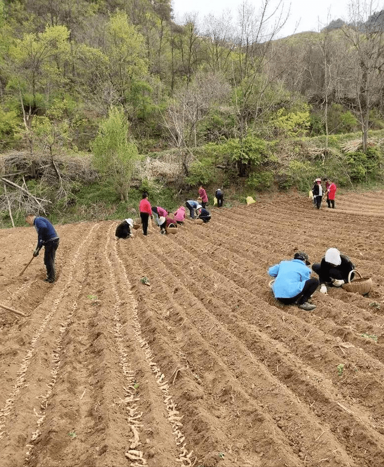 井冈山市农业农村局最新项目推动农业现代化，乡村振兴再添新动力