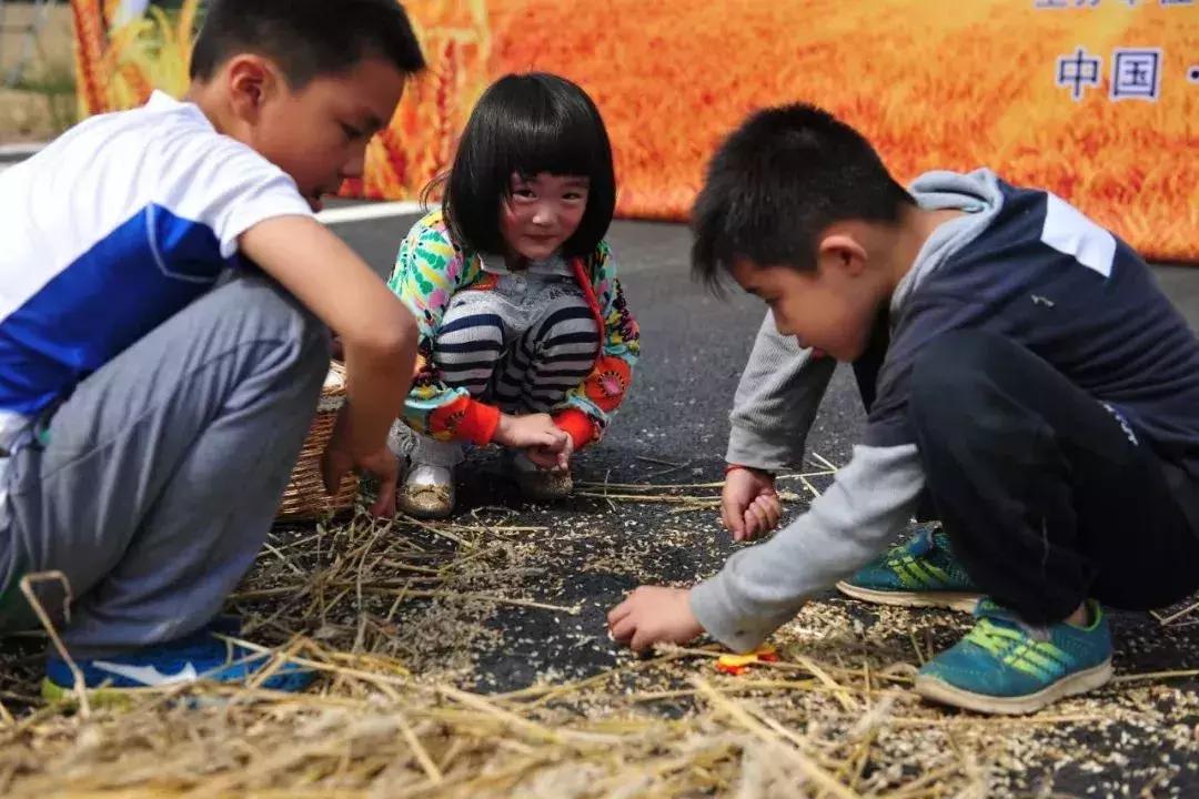 今日小麦市场动态与种植前景，市场走势、影响因素分析及最新动态探讨